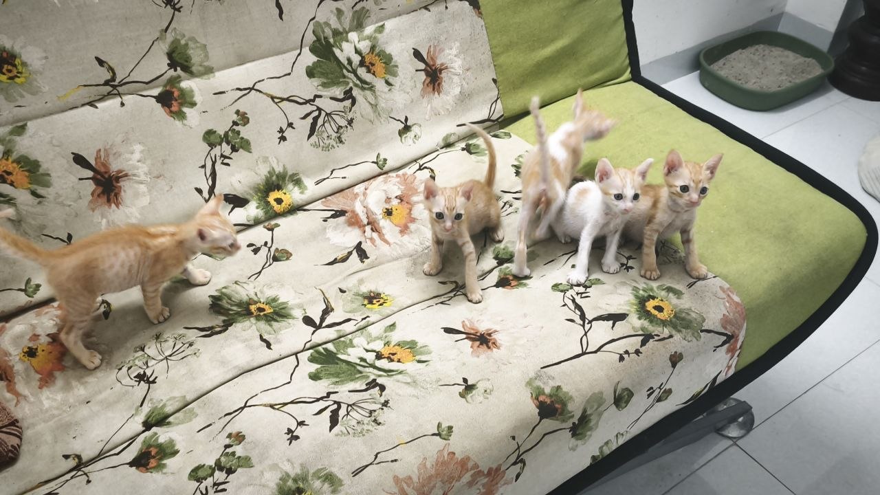 Фото 2: Отдаём котят в добрые руки