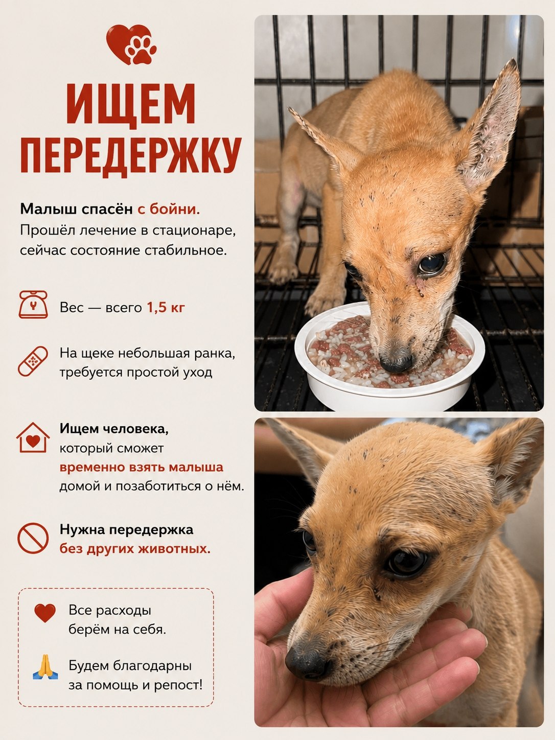 Ищем временную передержку для спасённого щенка весом 1,5 кг