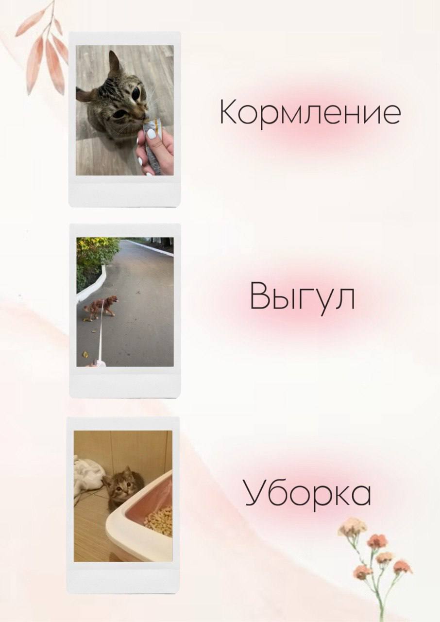 Предлагаем услуги передержки и зооситтинга для животных в Дананге