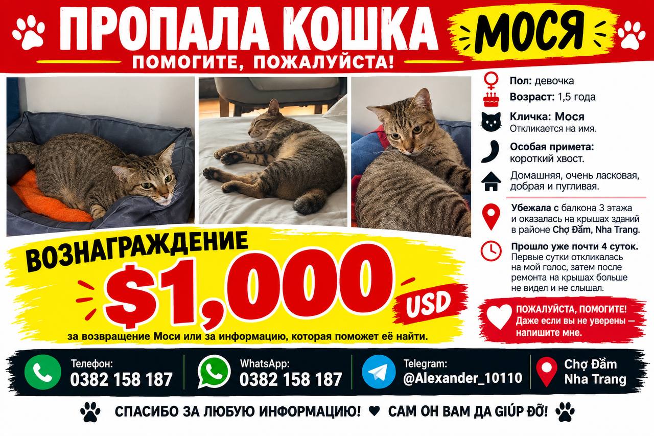 Потерялась домашняя кошка Мося, 1,5 года, девочка, откликается на…