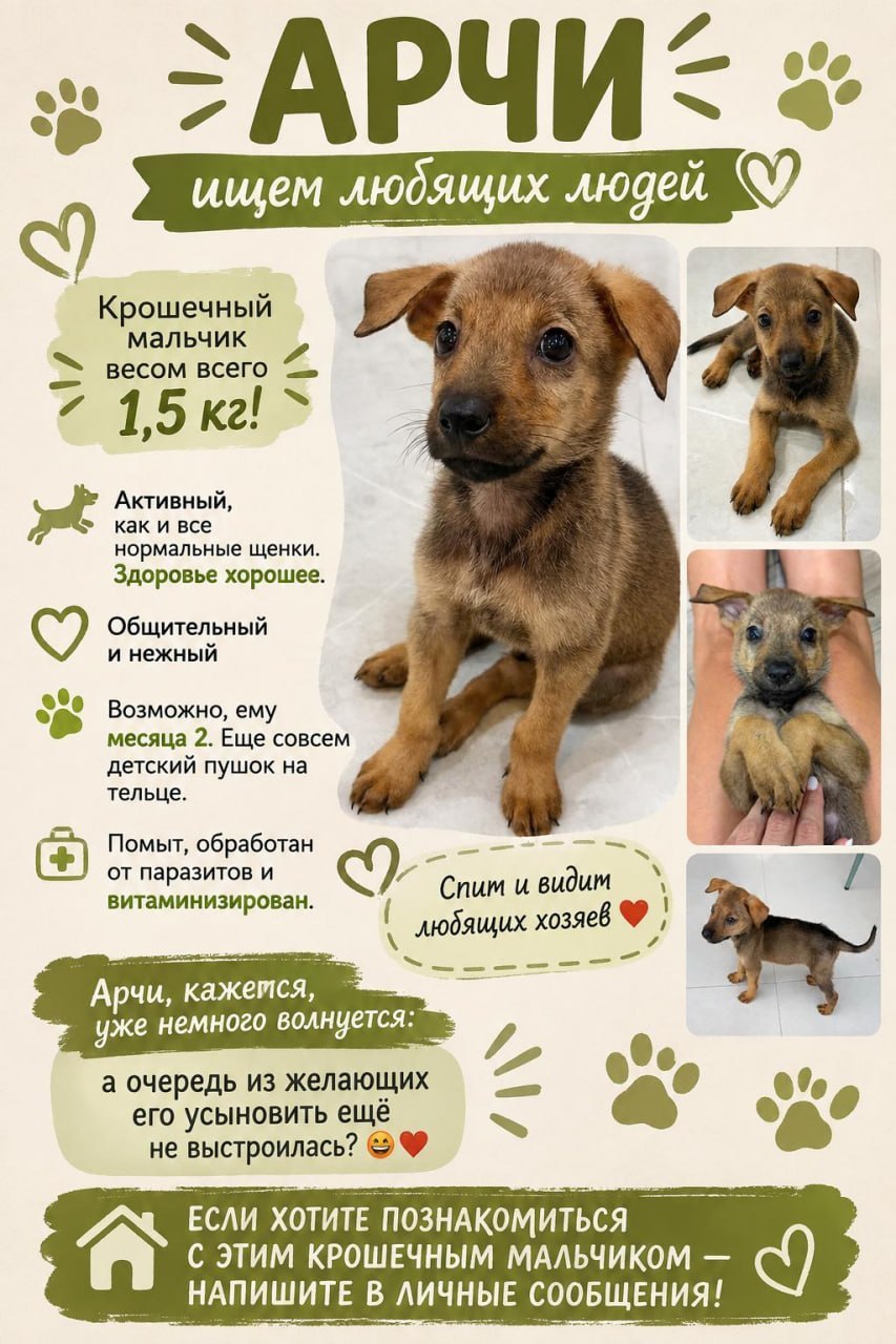 Фото 2: Ищем дом для двухмесячного щенка Арчи, вес 1,5 кг