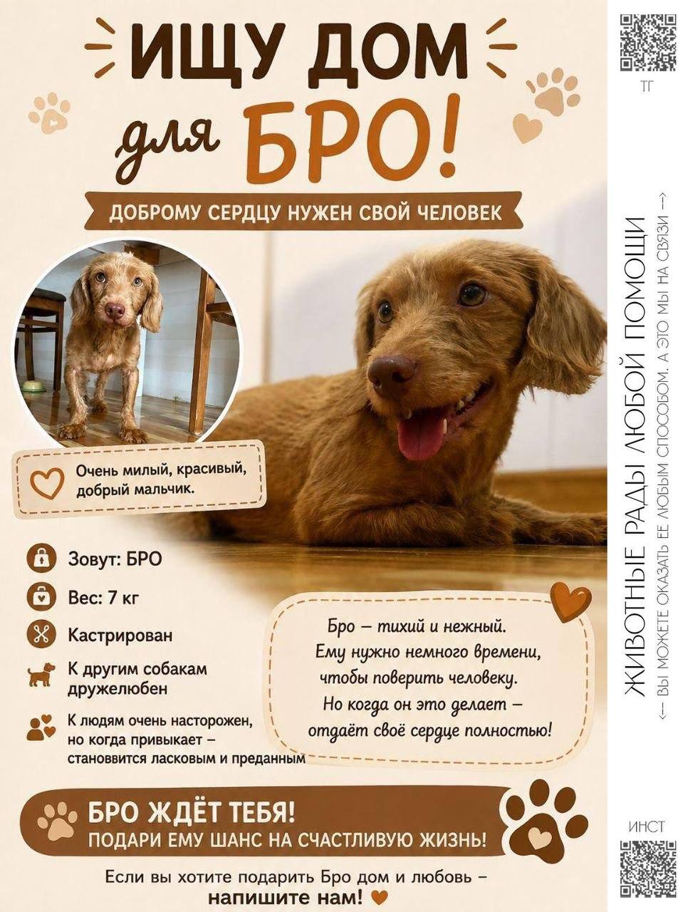 Отдаем в хорошие руки собак, спасенных с бойни