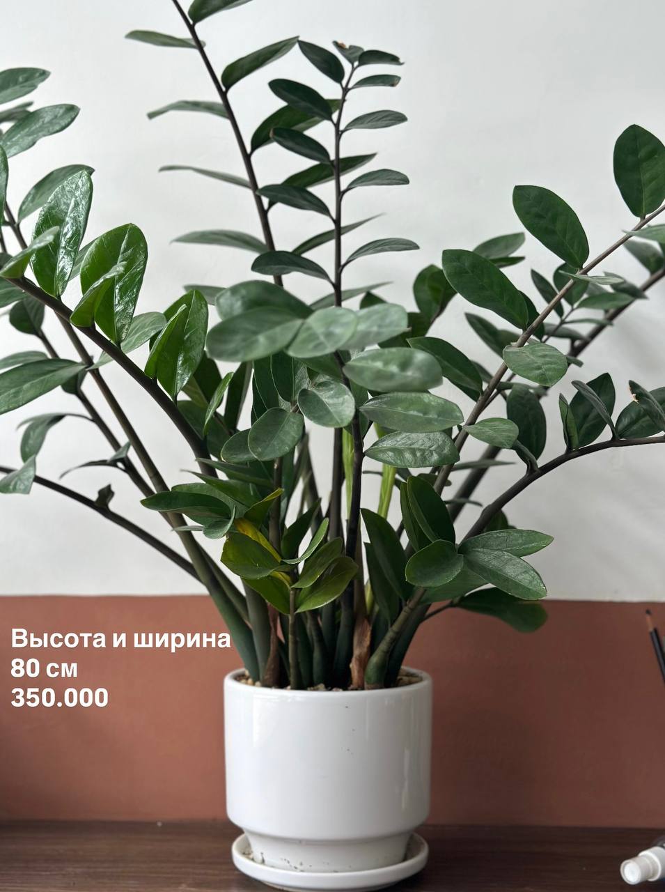 Фото 3: Продаются красивые здоровые растения