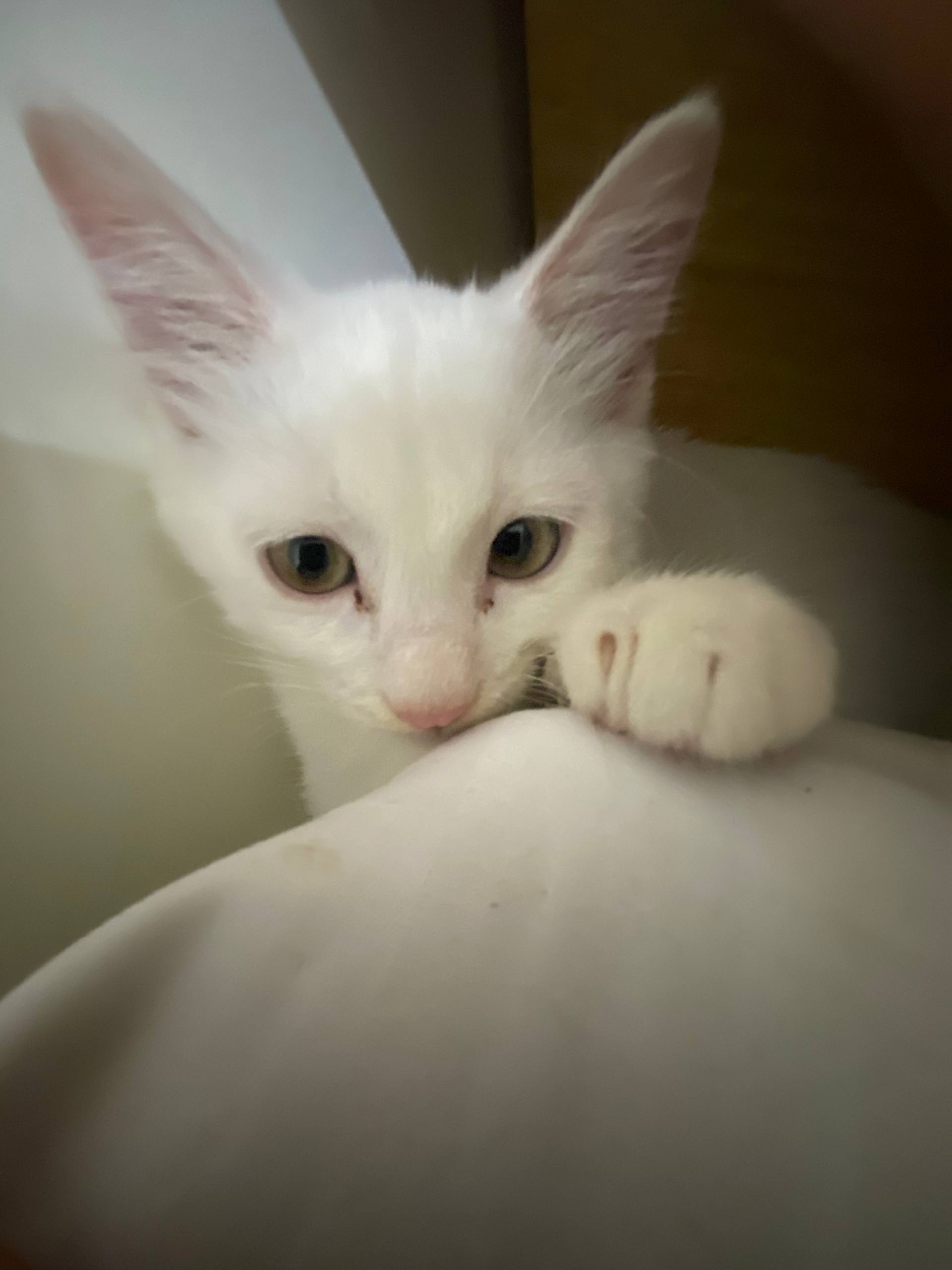 Котёнок, мальчик, 3 месяца