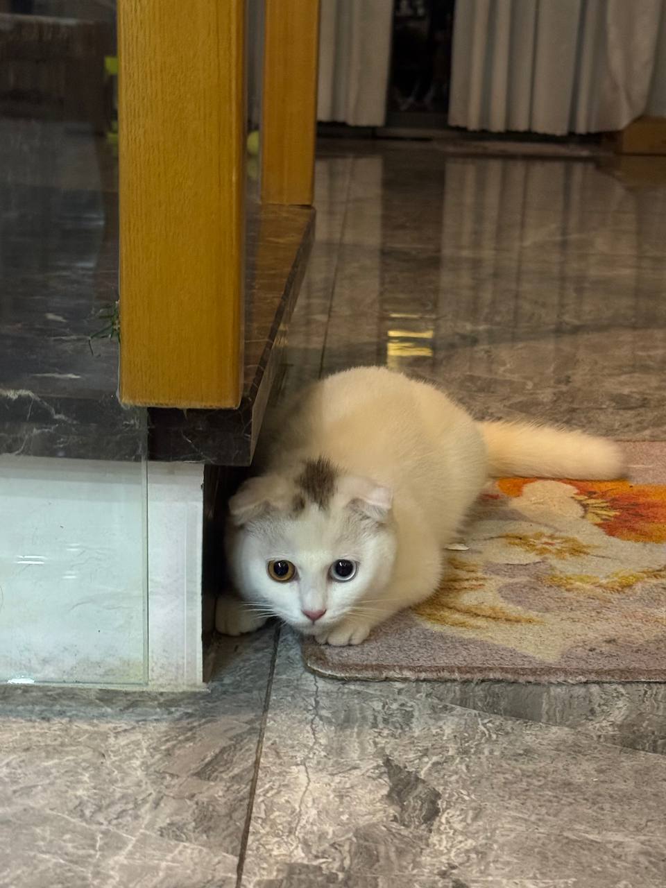 Ищем заботливый дом для вислоухой шотландской кошки, которая прибилась