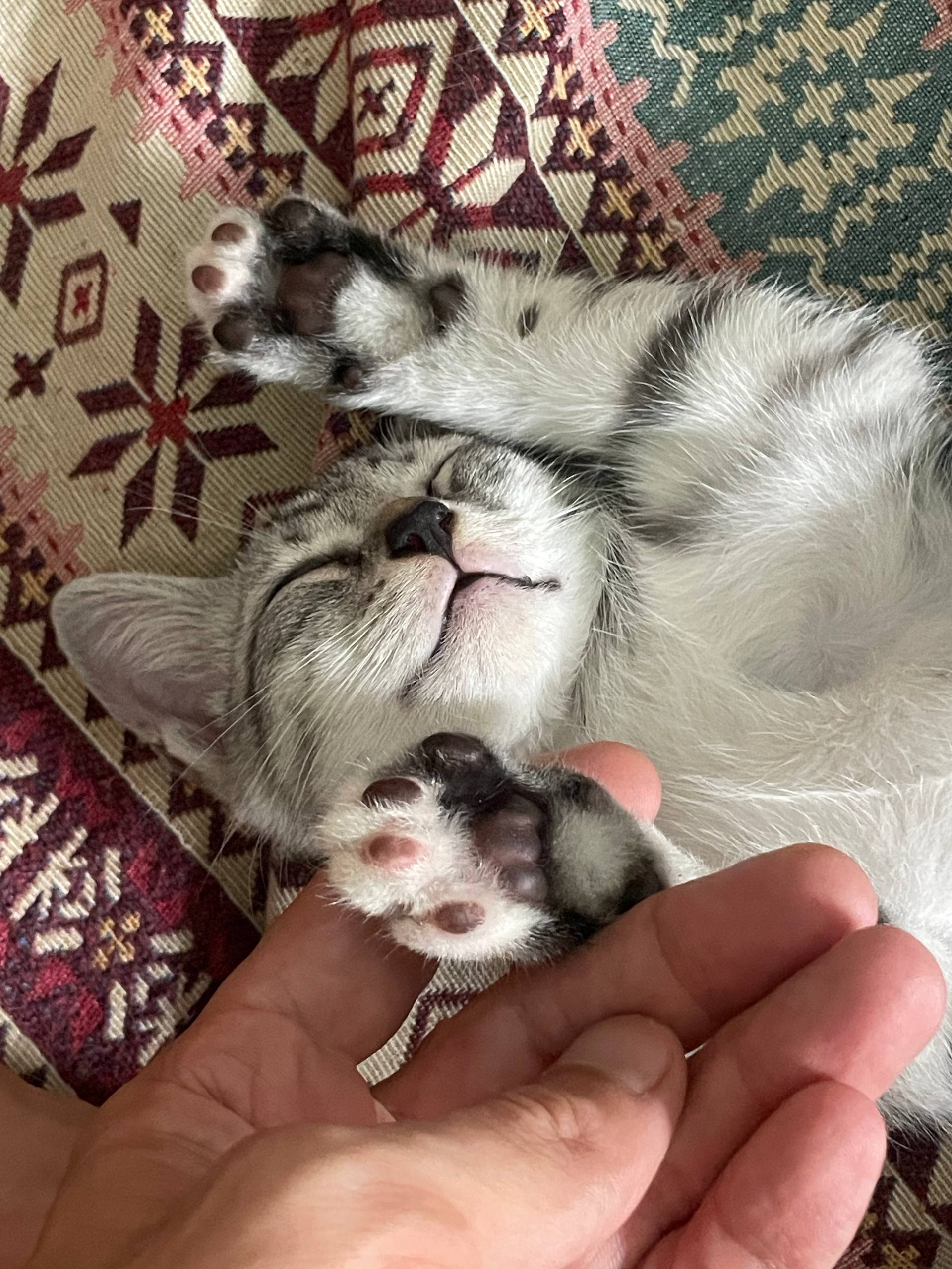 Фото 2: Отдаются в добрые руки котята: два мальчика и две девочки