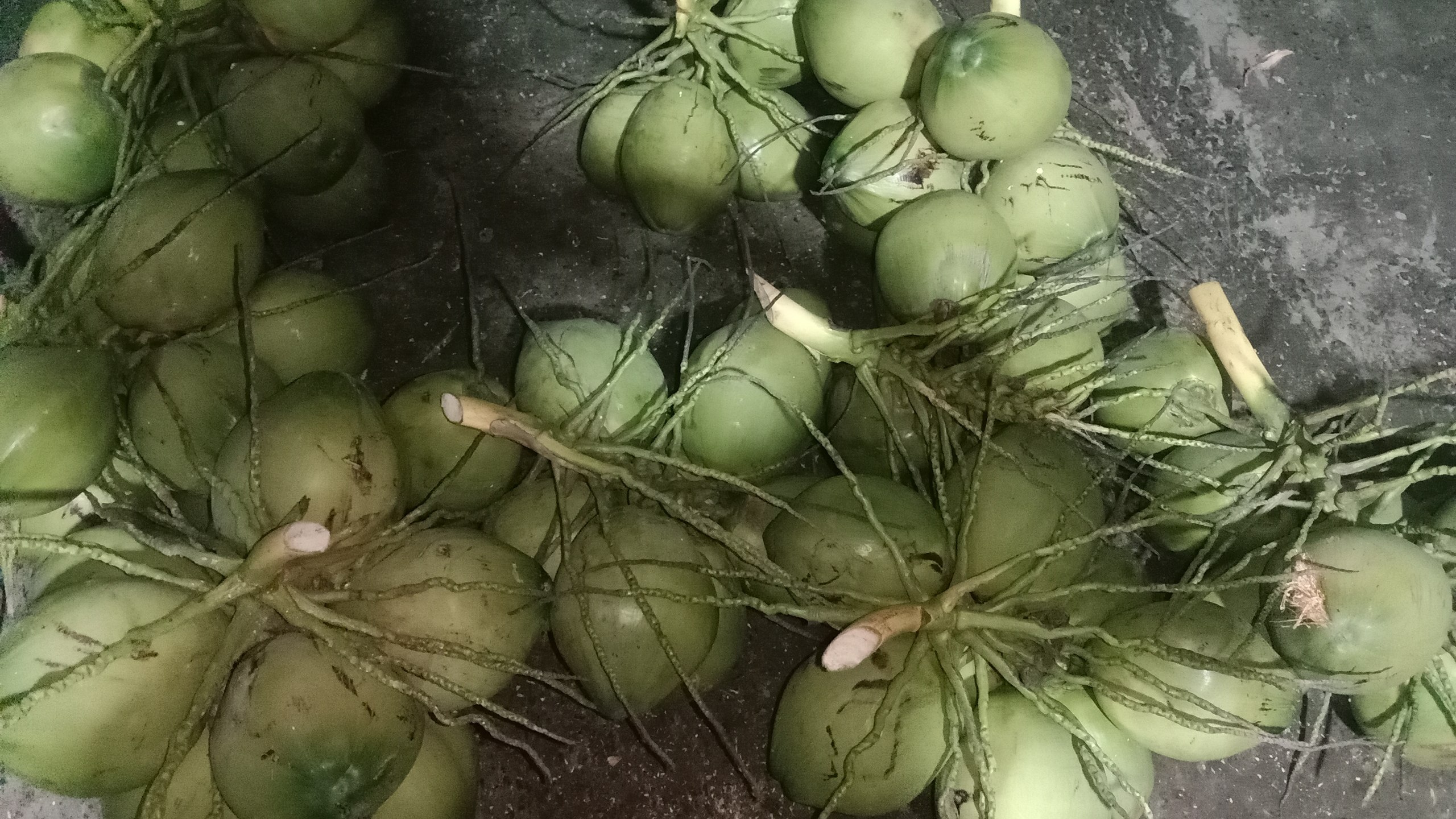 Свежие кокосы, чистая кожура, доставка на дом