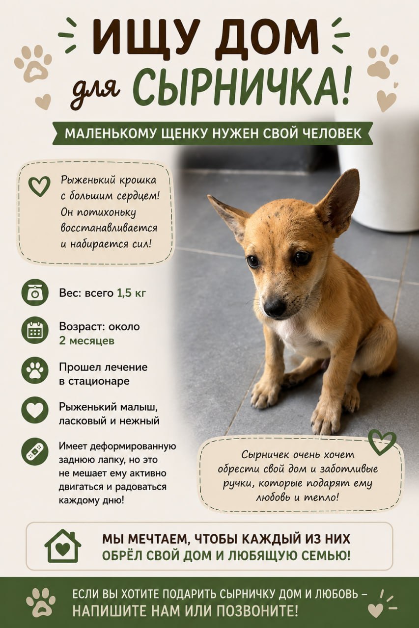 Фото 2: Спасённые котята Арчи и Сырничек, около 2,5 месяцев, вес примерно 1,5
