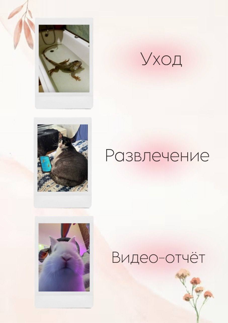 Фото 2: Предлагаем услуги передержки и зооситтинга для животных в Дананге