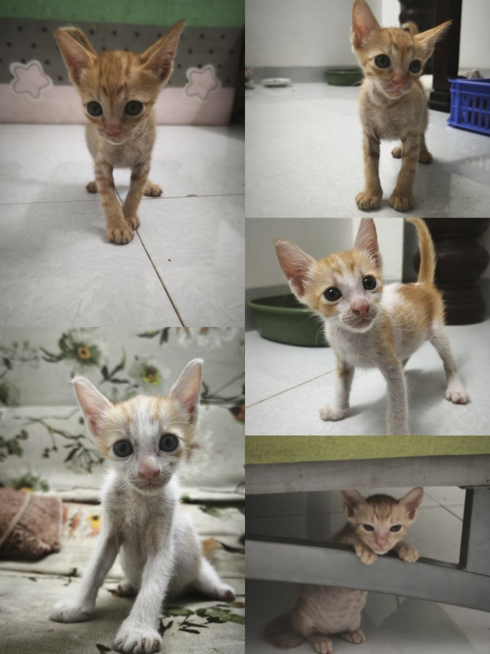 Отдаём котят в добрые руки