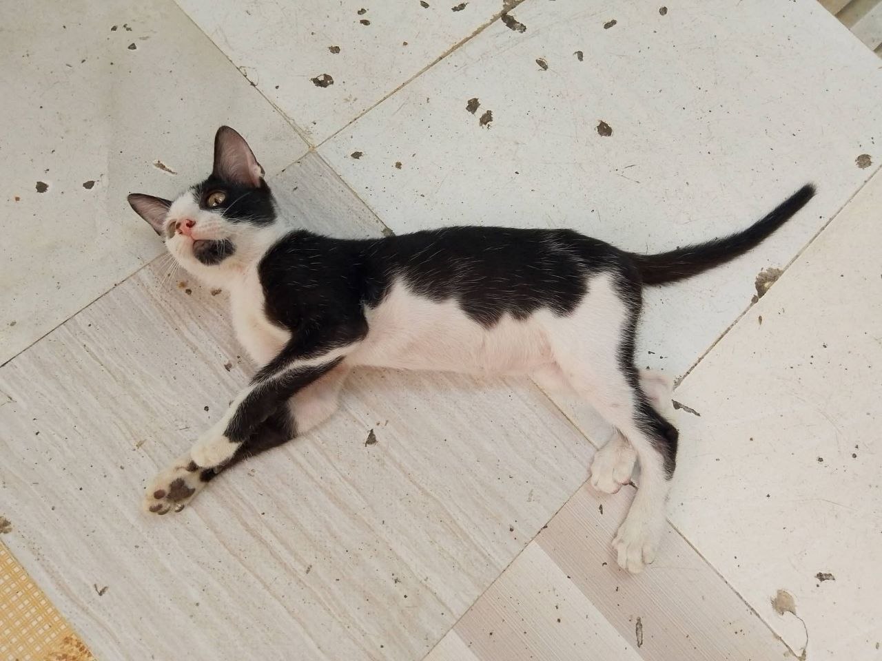 Очень красивые котята ищут дом